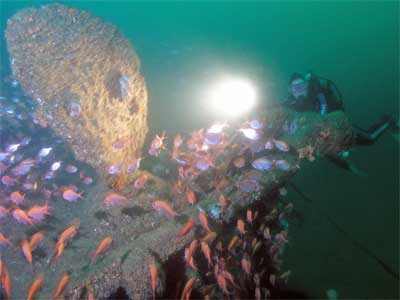 SS Birchgrove Park prop